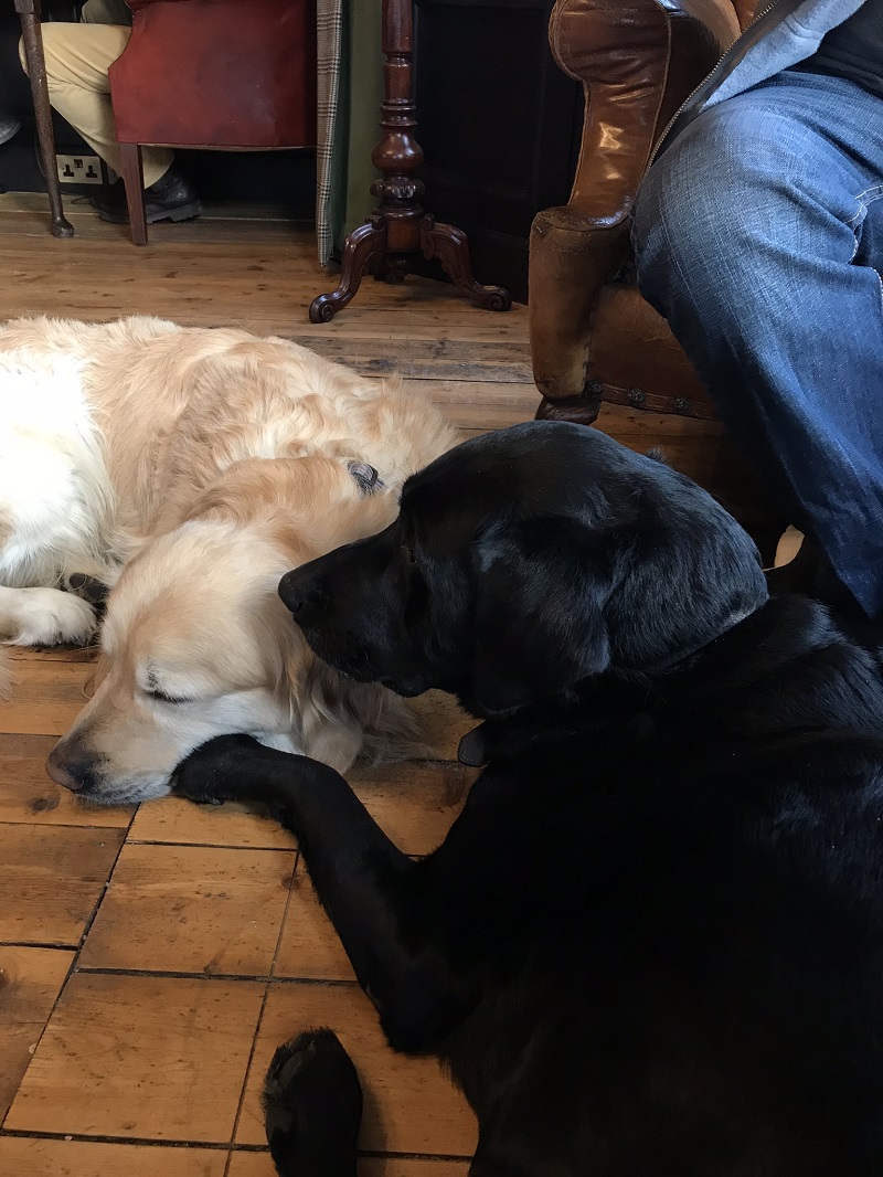 Golden retriever and black lab sleeping at the Fife Arms Hotel