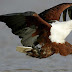 Zimbabwe: Man Faces Jail Over Zimbabwe Bird
