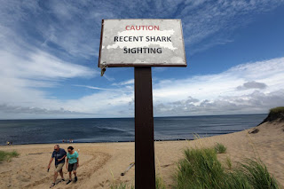 Preventing shark attacks with drones, smartphone apps and infrared cameras