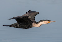 Birds in Flight with Canon EOS 70D: White-Breasted Cormorant