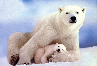 cute polar bear with mother on snow