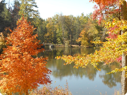 A pretty pond