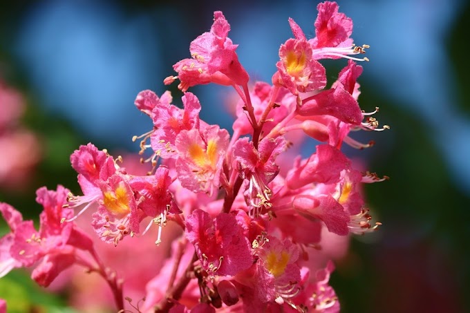 How to Grow a Red Buckeye Tree for Stunning Spring Blooms