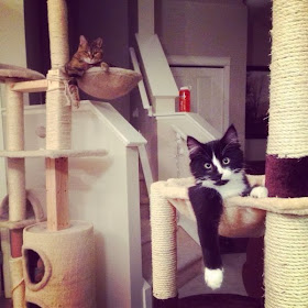 Funny cats - part 91 (40 pics + 10 gifs), two cats chill out on their cat tree