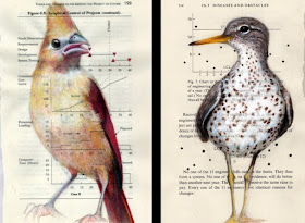 03-Checking-out-Drawing-Birds-Paula-Swisher-www-designstack-co
