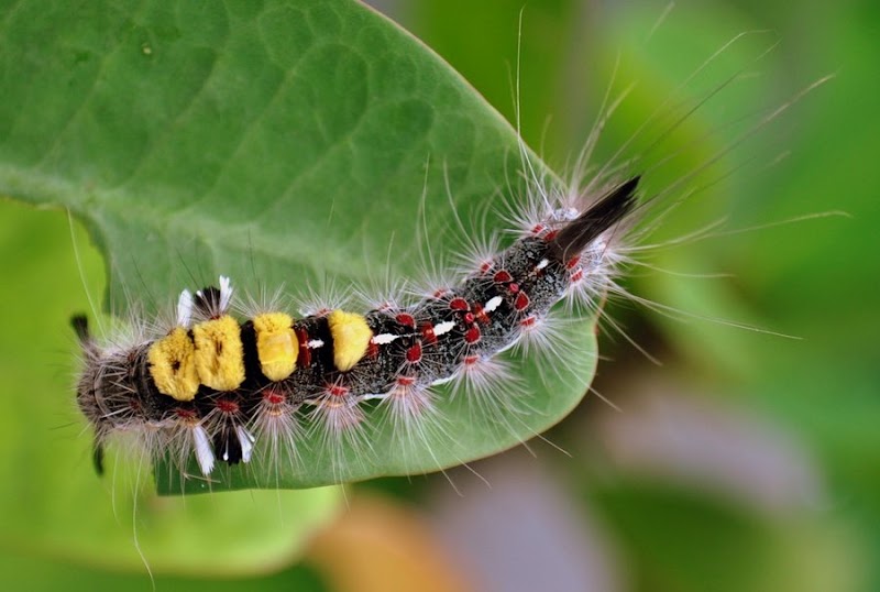 50+ Koleksi Istimewa Hewan Invertebrata Yang Merugikan