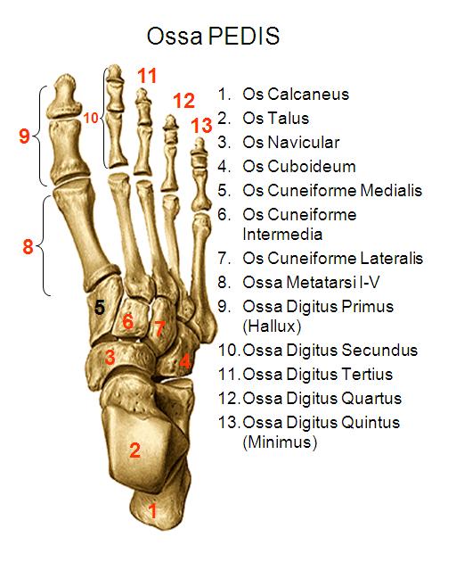 Cafe Radiologi Teknik Pemeriksaan Ossa Pedis proyeksi AP 