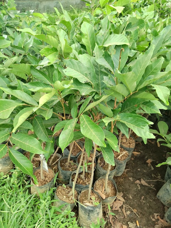 bibit tanaman rambutan rapiah kontraktor pembibitan Banten