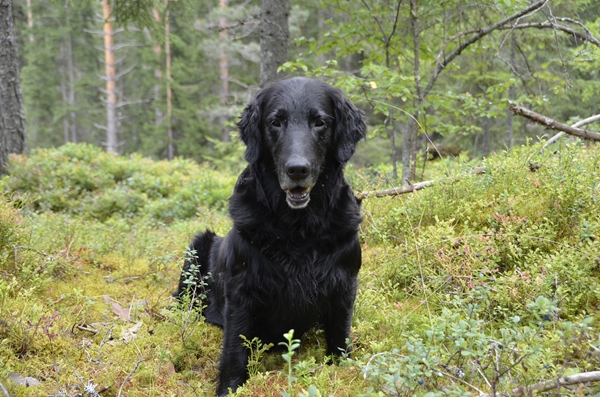 flat coated retriever