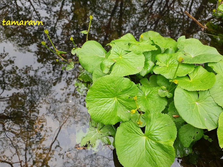 Калужница лесная (Caltha silvestris)