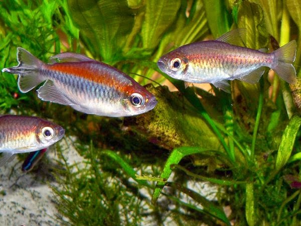  Gambar  Peluang Budidaya Ikan  Neon  Tetra  Tips Ukm Online 