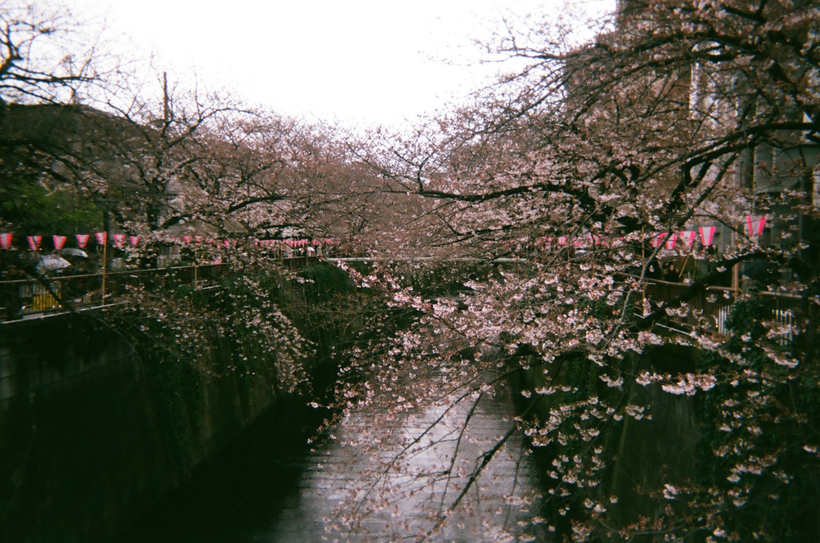 Tokyo in Disposable Camera Meguro River Cherry Blossoms | www.bigdreamerblog.com