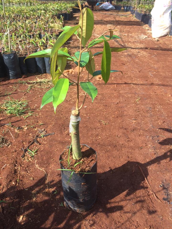 trồng sầu riêng