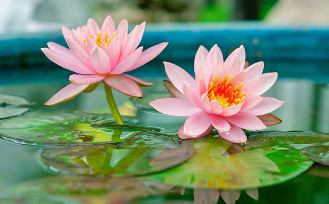 Water Lilies, Top 10 Most Beautiful Flowers in the World