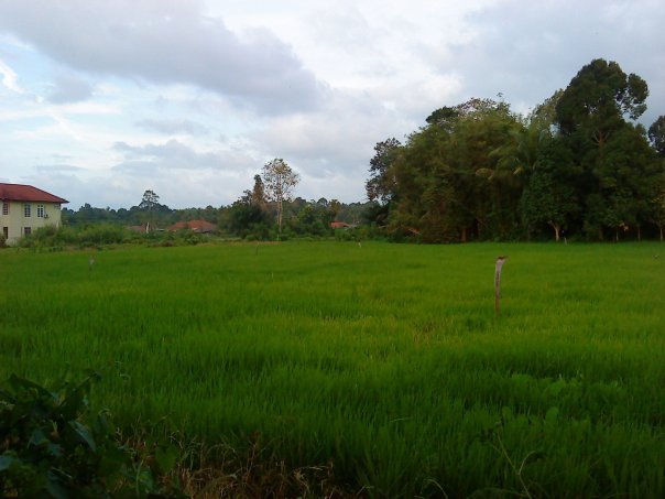 Gambar Pemandangan  Sawah Desa Download Gratis