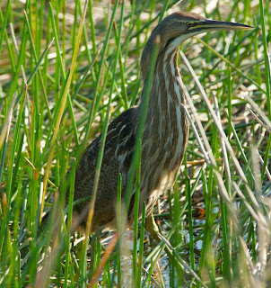 American Bittern (Botaurus lentiginosus)