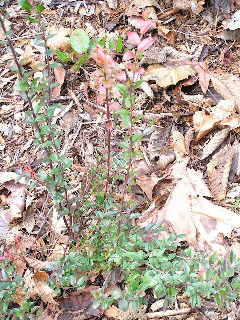 wild huckleberry edible wild plants