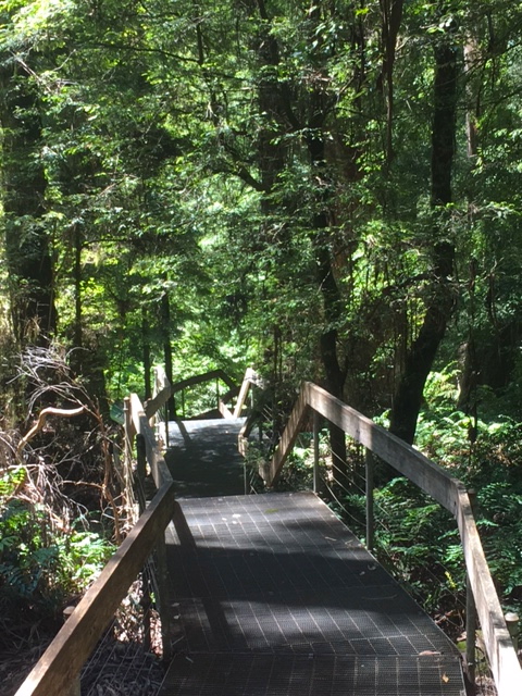 Mt Donna Buang