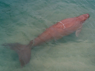 dugong