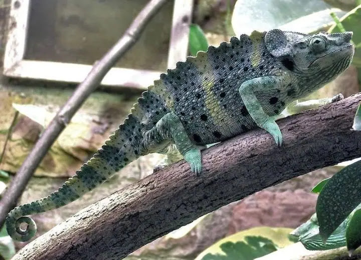 Top 10 Colorful Chameleon Species
