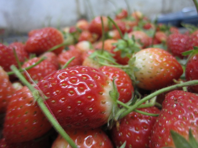 Desa Strawberry di Kabupaten Garut