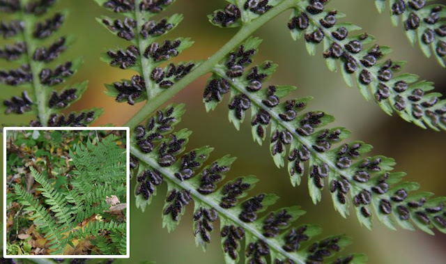 Sori on the back of a lady fern frond. Dozens of brown sporangia emerge from beneath the edge of a nearly translucent indusium.