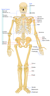 kerangka manusia, tulang dan bagian-bagiannya, fungsi tulang