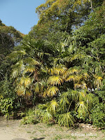 Short palm trees, Japan