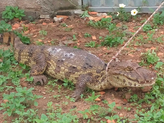 Jacaré aparece na porta de uma casa em Feira de Santana, na Bahia (Fotos: Caroline Moraes e Rita de Fátima/Arquivo Pessoal)