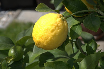 Manfaat Jeruk Lemon