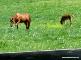 mare and foal near Lexington