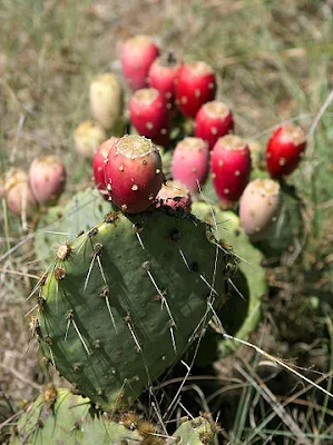 A thorny desert plant