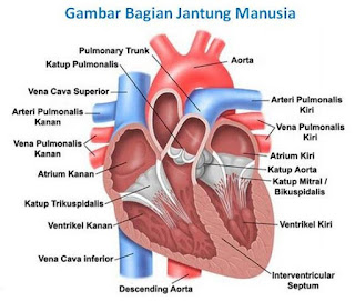  Sistem transportasi manusia terdiri dari jantung Soal - Jawaban Sistem Transportasi (Peredaran Darah) Manusia