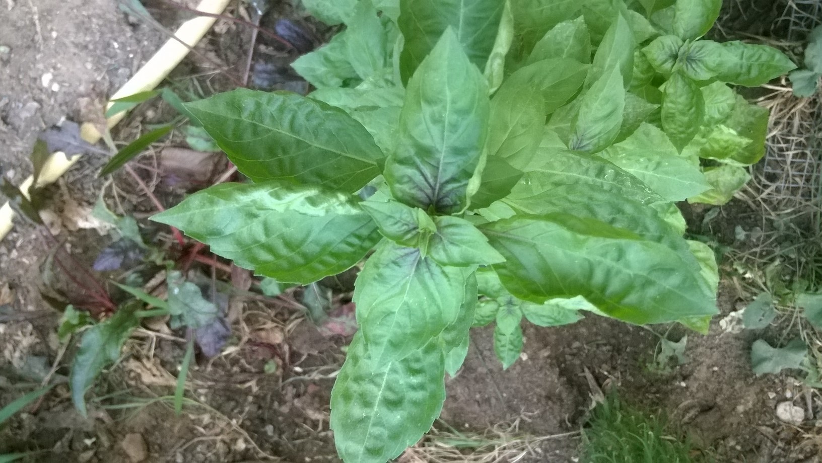 basil is growing well in my garden