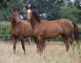 Risultati immagini per caballo tranquilo