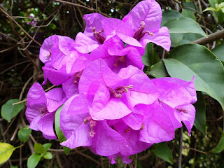 Bougainvilliers divers - Bougaivillées non identifiées - Bougainvillea sp