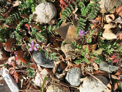 crane's bill flowering November 24, 2017 northern Colorado