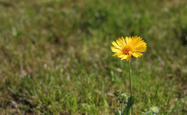 Gaillardia Grandiflora Mesa Yellow Flowers