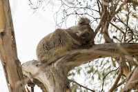 Koala en la Great Ocean Road