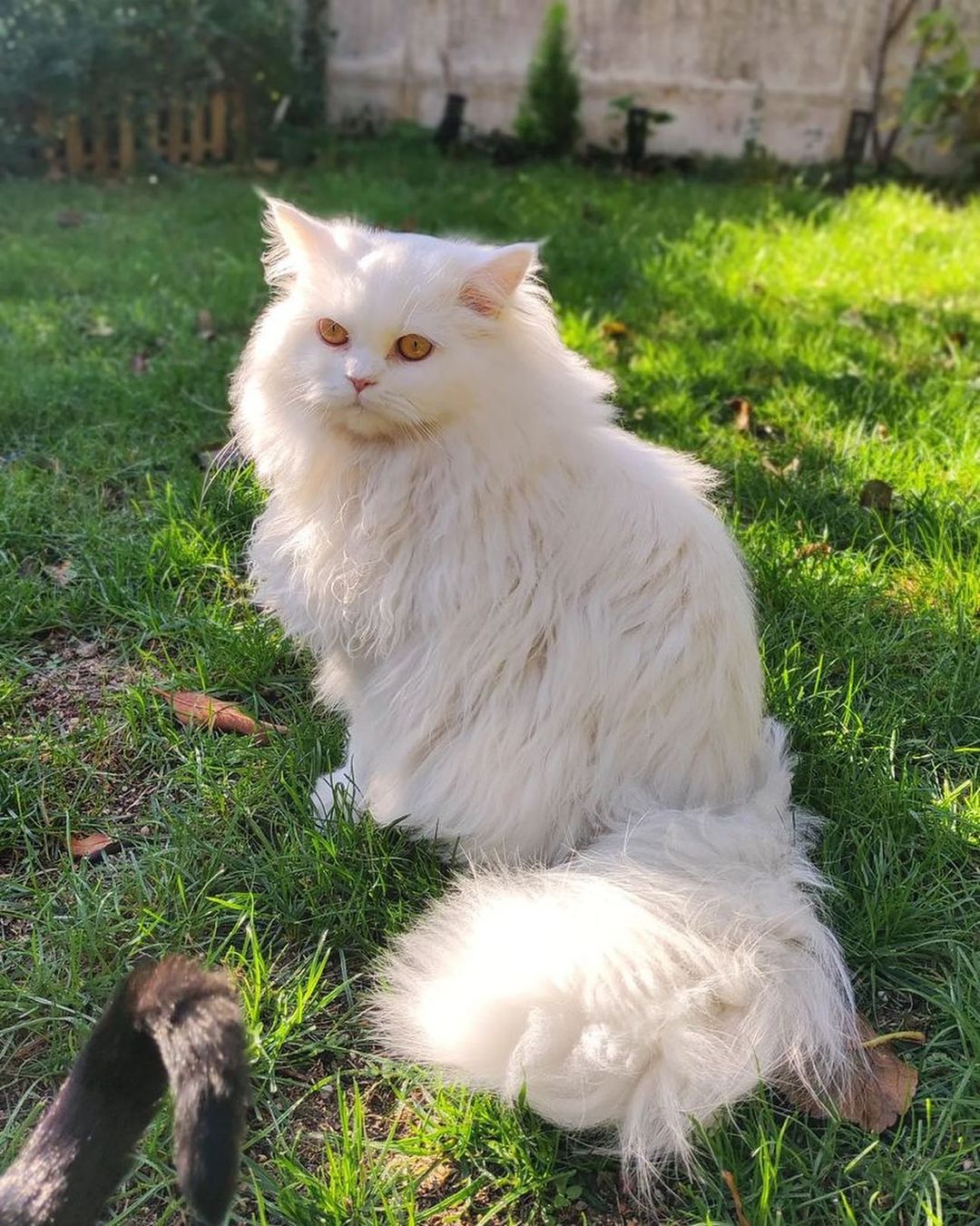 A fluffy Persian cat