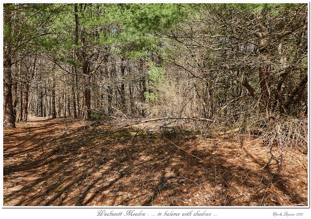 Wachusett Meadow: ... in balance with shadows...