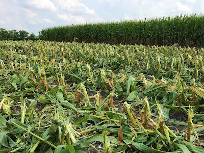 sweet corn harvest