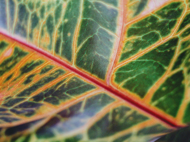 Codiaeum houseplant leaf close-up, nature pattern background.