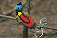 National Geographic Bird Of Paradise