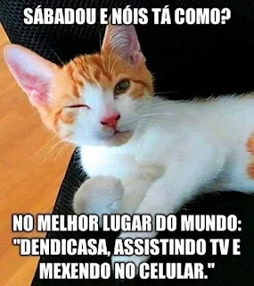 Confortável e muito alegre mensagem de gatinho para o sábado ficar mais alegre #bomsábado