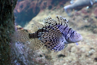 Luna Lion fish