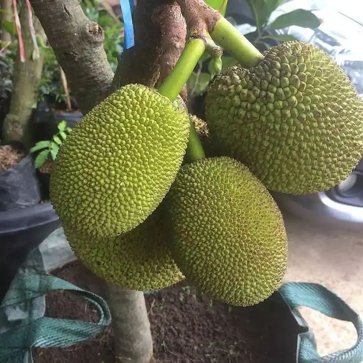 bibit nangka mini dwarf jackfruit banyak Pakisjaya