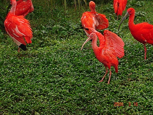 Área de Proteção Ambiental das Reentrâncias Maranhenses - Cururupu, Maranhao