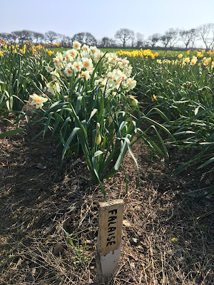 Narcissus 'Falaisse' labelled daffodil