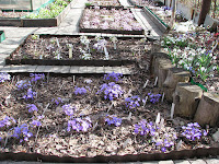 Hepatica nobilis var.nobilis